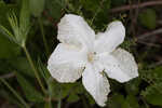 Nightflowering wild petunia